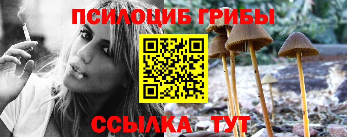 Псилоцибиновые грибы Psilocybine cubensis Кашира